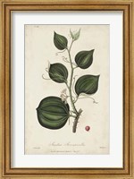 Medicinal Botany I Fine Art Print