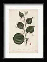 Medicinal Botany I Fine Art Print