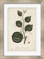 Medicinal Botany I Fine Art Print