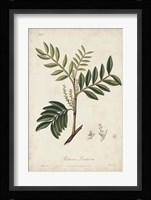 Medicinal Botany II Fine Art Print