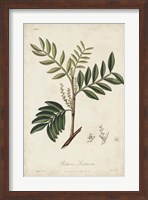 Medicinal Botany II Fine Art Print