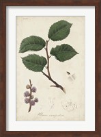 Medicinal Botany III Fine Art Print