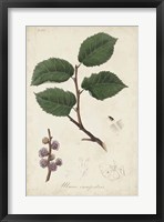 Medicinal Botany III Fine Art Print