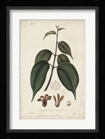 Medicinal Botany IV Fine Art Print