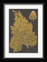 Trees & Leaves III Fine Art Print