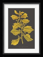 Trees & Leaves V Fine Art Print