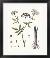 Berge Botanicals II Fine Art Print
