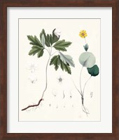 Berge Botanicals III Fine Art Print