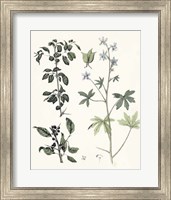 Berge Botanicals IV Fine Art Print