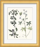 Berge Botanicals IV Fine Art Print