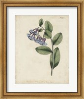 Lavender Curtis Botanicals I Fine Art Print