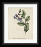 Lavender Curtis Botanicals I Fine Art Print