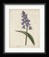 Lavender Curtis Botanicals II Fine Art Print