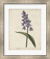 Lavender Curtis Botanicals II Fine Art Print