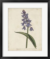 Lavender Curtis Botanicals II Fine Art Print