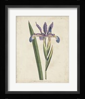 Lavender Curtis Botanicals III Fine Art Print