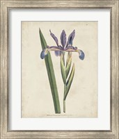 Lavender Curtis Botanicals III Fine Art Print