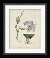 Lavender Curtis Botanicals IV Fine Art Print