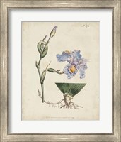 Lavender Curtis Botanicals IV Fine Art Print