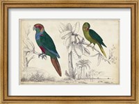 Parrot Pair I Fine Art Print