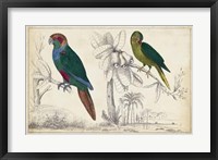 Parrot Pair I Fine Art Print