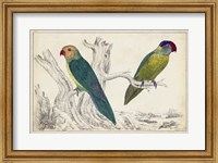 Parrot Pair II Fine Art Print