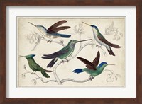 Hummingbird Gathering I Fine Art Print