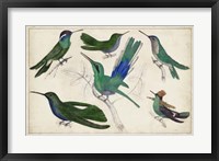 Hummingbird Gathering II Fine Art Print