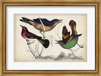 Tropical Bird Trio II Fine Art Print