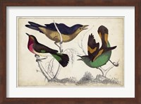 Tropical Bird Trio II Fine Art Print