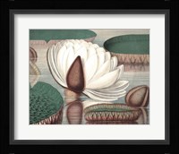 Vintage Water Lily I Fine Art Print