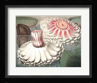 Vintage Water Lily II Fine Art Print