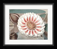 Vintage Water Lily III Fine Art Print