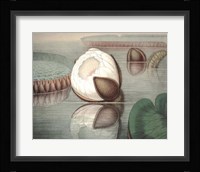 Vintage Water Lily IV Fine Art Print