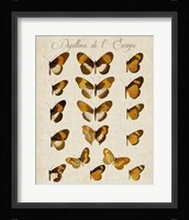 Papillons de L'Europe I Fine Art Print