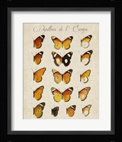 Papillons de L'Europe II Fine Art Print