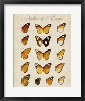 Papillons de L'Europe II Fine Art Print