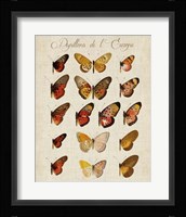 Papillons de L'Europe III Fine Art Print