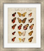 Papillons de L'Europe III Fine Art Print