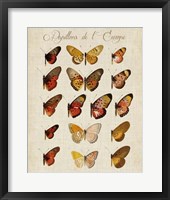 Papillons de L'Europe III Fine Art Print