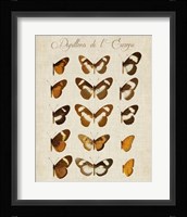 Papillons de L'Europe IV Fine Art Print