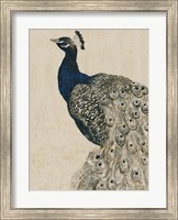 Textured Peacock II Fine Art Print