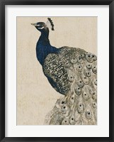 Textured Peacock II Framed Print