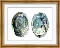 Abalone Shells I Fine Art Print