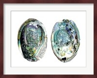 Abalone Shells I Fine Art Print