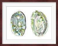 Abalone Shells II Fine Art Print