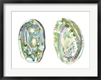 Abalone Shells II Fine Art Print