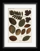 Autumnal Leaves II Fine Art Print