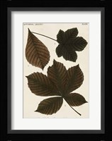 Autumnal Leaves III Fine Art Print