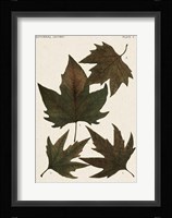 Autumnal Leaves IV Fine Art Print
